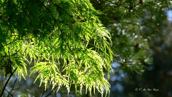 Bois des Moutiers (187) Mai 2012